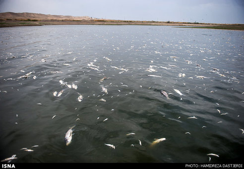 مرگ 2 میلیون ماهی در سد فشافویه